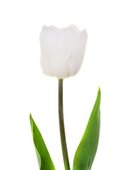One white tulip.