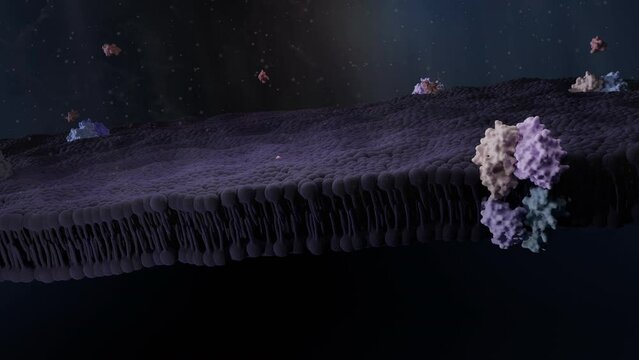 3D render video of cell surface with lipid bilayer membrane