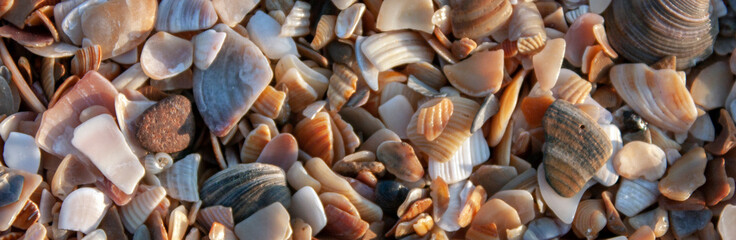 Broken seashells and sand on the beach of the Sea on a sunny day. Close-up view from abovein the...