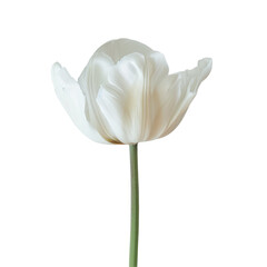 A white tulip is elegantly set against a soft standing out beautifully on a clear transparent background