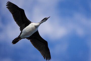 Imperial Shag Flying Overhead in a Cloudy Blue Sky