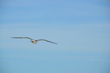 A seagull soars with wings outstretched against the hazy blue sky, gliding over the ocean at Ponce Inlet Beach, Florida.