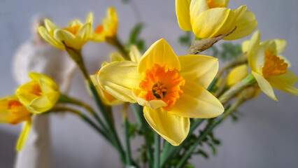 Fototapeta na wymiar Bouquet of yellow daffodils on a white background