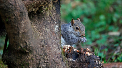 Grey squirrel feeding in the woods
