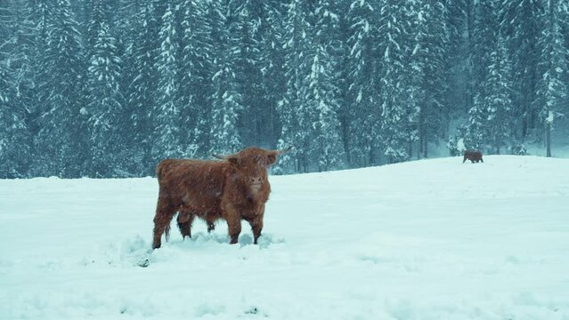 Highland cattle cow stare directly in the camera in middle of winter snowfall on high altitude farm in the forest.
