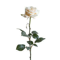 Obraz premium A white rose standing out against a transparent background
