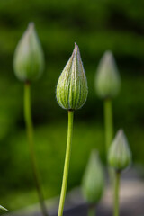Selective Focus of Tall Anemones (buds)