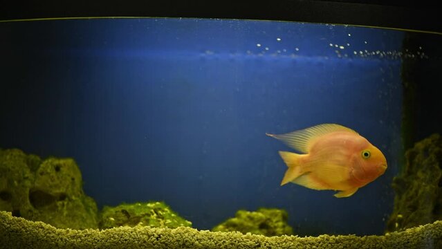 yellow, orange fish Red parrot cichlid parrot swims in aquarium, fish care, blue background, underwater world