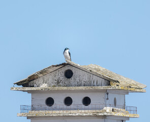 Little Tree swallow atop a weather-worn bird house with
blue sky background