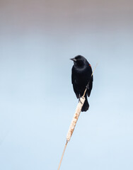 Male Red-winged blackbird on a cattail in spring in Ontario