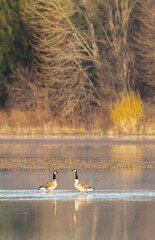 Canada Geese in a wetland in breeding season in spring in Ontario