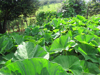 Sunlight reflecting on the vegetable garden and on the taioba leaves, a vegetable with large, nutritious and tasty green leaves. Trees in the background.