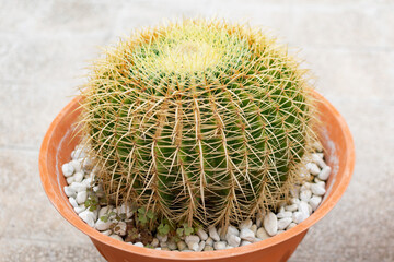 A very large green Cactus Echinocactus Gruzona with large spines close-up in a large brown pot - close-up, bokeh effect, blurred background, selective focus