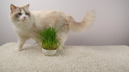 Cute cat and green grass.