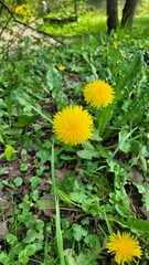 dandelion in the grass