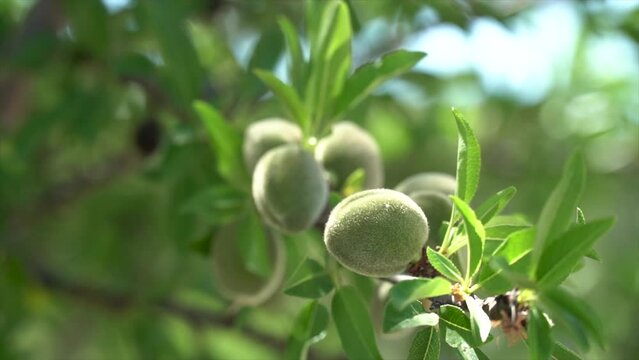Slow motion, branch with almonds growing in the hairy pod, spring sunny day