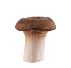 King oyster mushroom isolated on white background. Pleurotus eryngii mushroom.