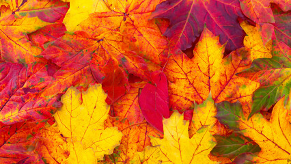 leaves maple autume background