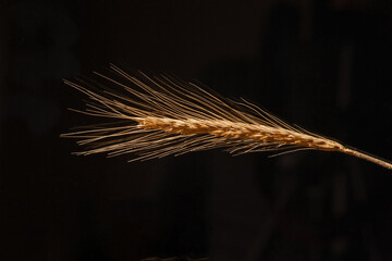 Golden wheat ear on black 14498