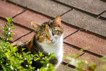 Katze in der Sonne auch einem Dach