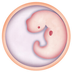ovaries produce eggs and hormones for menstruation and pregnancy. They are found on either side of the uterus. 
