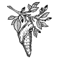 Butterfly cocoon pupa sketch engraving PNG illustration. Scratch board style imitation. Hand drawn image. - obrazy, fototapety, plakaty