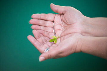hand holding a leave 