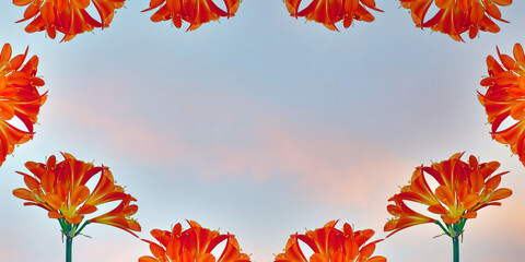 Clivia lily blossoms over sky pink blue background
