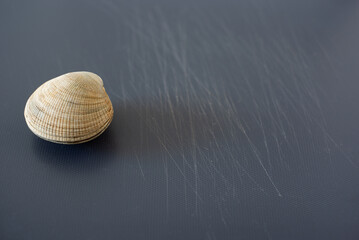 isolated clam on a grey board