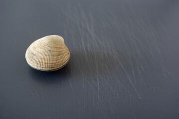 close up of a clam on a grey board