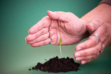 plant in hands