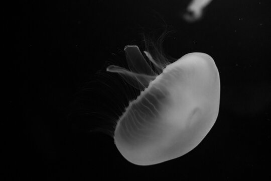 meduse btw