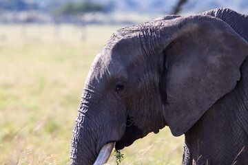 African elephant head