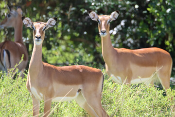 Portrait of two curious impala