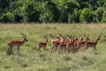 Naklejka na ściany i meble group of impala in Masai Mara national park