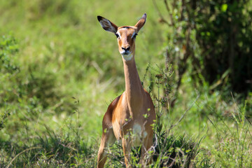 A curious impala antelope in Masai Mara national park