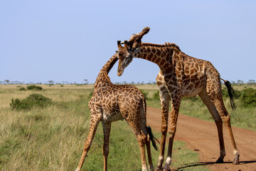 giraffes fighting in the savannah
