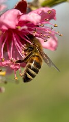 bee in a pink flower on an almond tree