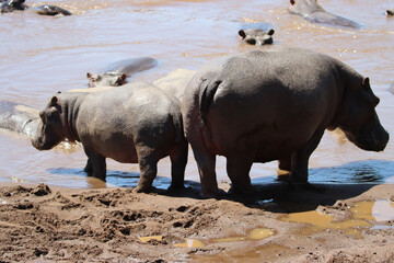 Fototapeta premium Hippos in Mara river, Kenya - Masai Mara