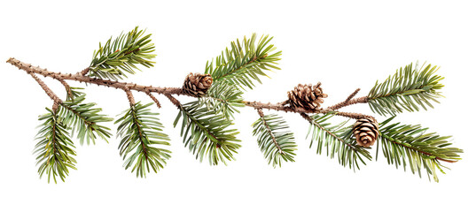 Naklejka premium Spruce branch on white background