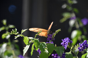 Julia Butterfly on Tiny Purple Flowers in Aruba
