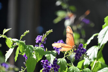 Flame Butterfly on Purple Flowers in a Garden