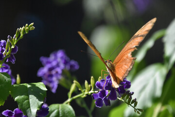 Julia Butterfly on Purple Flowers in a Garden