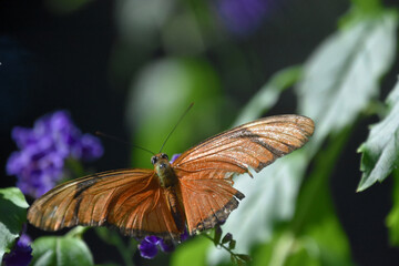 Tattered Wings on an Orange Flame Butterfly
