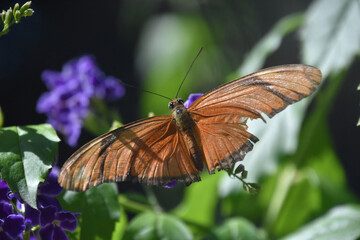 Gorgeous Flame Butterfly with Wings Wide Open