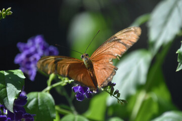 Close Up of a Flame Butterfly with Wings Open