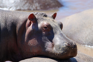 Portrait of an hippopotamus in water