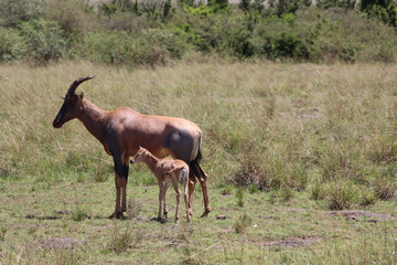 Naklejka na ściany i meble Baby topi and mother in Masai Mara National Park
