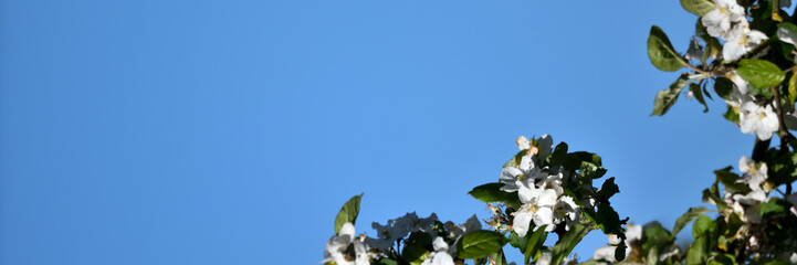 Krass farbige Apfelblüten aus der Gärtnerei als wunderschönes Pfingst-Banner vor blauem Himmel mit viel Freiraum für Text vor dunkler Hintergrund Werbefläche