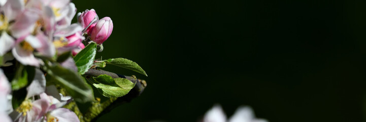 Krass farbige Apfelblüten aus der Gärtnerei als wunderschönes Pfingst-Banner mit viel Freiraum...